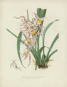 斑点のあるOdontoglot、Oncidium Naevium 作： English School